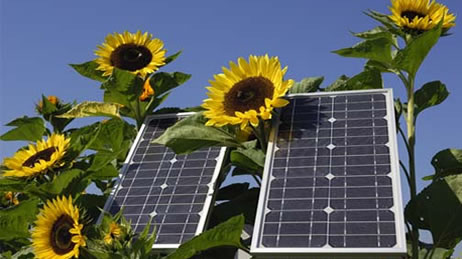 Solar Panel Sunflower